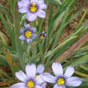 Sissyrinchium angustifolium